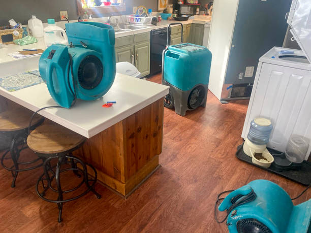Best Flood damage cleanup  in Tiptonville, TN