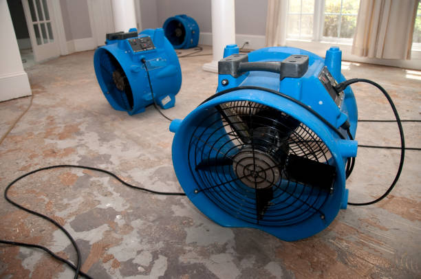 Best Flood damage cleanup  in Tiptonville, TN